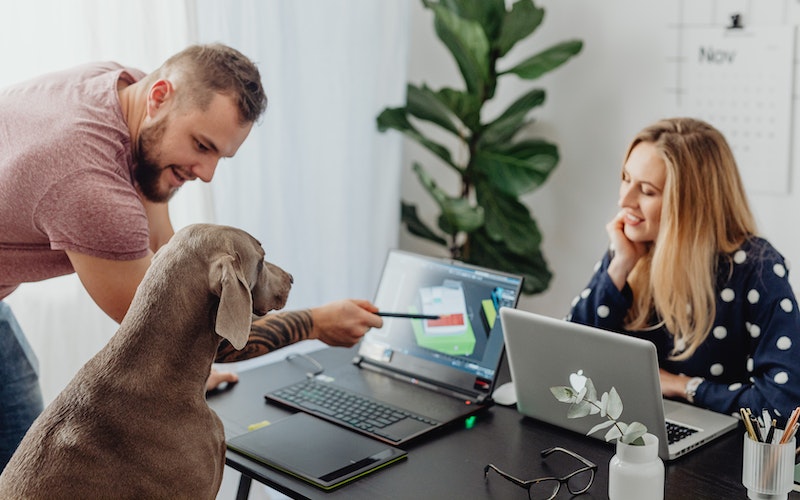 A dog in a dog-friendly office looking at a laptop screen.