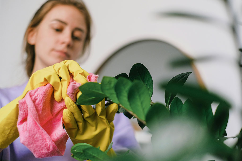 Woman cleaning a plant